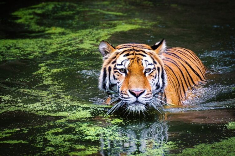 Šta znači sanjati tigra?